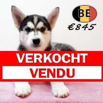 Husky 260925 F (BE1042) 211125 verkocht - vendu.jpg