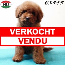 Poedel 020825 M(HU7390) 191125 verkocht - vendu.jpg