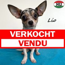 Chihuahua Lio 300525 M(HU3406) 101125 verkocht - vendu.jpg