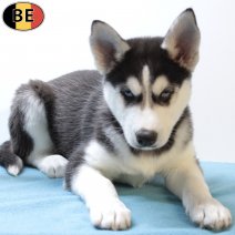 Husky 260925 M(BE1053) 281125.jpg