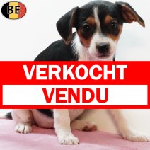 Belgische Fox 060925 F(BE1240) 211125 verkocht - vendu.jpg