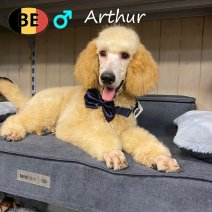 Koningspoedel Arthur 100725 M(BE1242) 291125.jpg