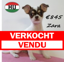 type Chihuahua Zara 250625 F (HU7298) 151025.verkocht.png