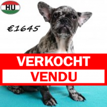 Franse Bulldog 270625 M(HU3404) 191125.verkocht.png