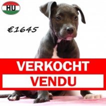 Amerikaanse Staffordshire Terrier 300725 F(HU7163) 191125 Verkocht - Vendu.jpg