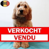 Cockapoo 010925 M(BE1103) 141125 Verkocht - Vendu.jpg