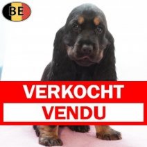 Engelse Cocker 240925 F(B4751) 191125 Verkocht - Vendu.jpg