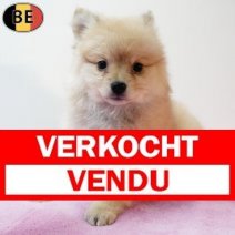 Keesje 230925 F(BE5199) 211125 Verkocht - Vendu.jpg