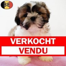 Lhasa Apso 130825 F(BE0837) 111025 Verkocht - Vendu.jpg