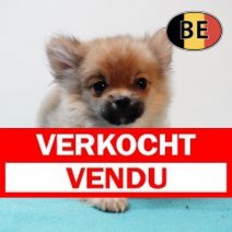 Pomchi 150825 F (BE1087) 261125 Verkocht - Vendu.jpg