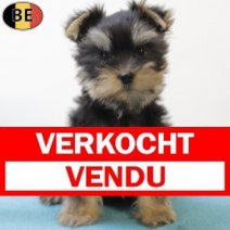 Yorkshire Terrier 160825 M(BE0858) 271025 Verkocht - Vendu.jpg
