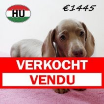 Teckel 030825 F (HU7174) 191125 Verkocht - Vendu.jpg