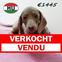 Teckel 030825 F (HU7176) 191125 Verkocht - Vendu.jpg