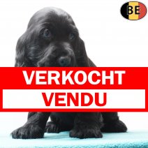 Engelse Cocker 240925 M(BE5228) 191125 verkocht - vendu.jpg