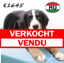 Berner Sennen 260625 M (HU7288) 151025 verkocht - vendu .jpg