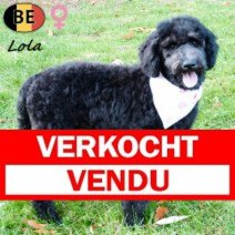 Koningspoedel Lola 100725 F(BE1263) 031125 Verkocht - Vendu.jpg