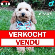 Cockapoo 260625 M(HU7328) 101125 Verkocht - Vendu.jpg