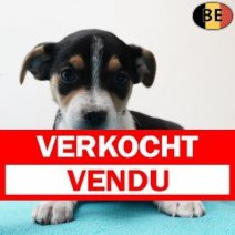 Belgische Fox 060925 M(BE1245) 211125 Verkocht - Vendu.jpg