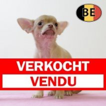Chihuahua 210825 F (BE2462) 241025 Verkocht - Vendu.jpg