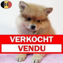Keesje 230925 F(BE4144) 211125 Verkocht - Vendu.jpg