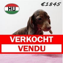 Teckel 310725 F (HU7212) 191125 Verkocht - Vendu.jpg