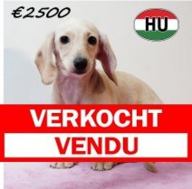 Teckel 310725 F (HU7213) 191125 Verkocht - Vendu.jpg