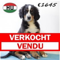 Berner Sennen 260625 M (HU7285) 151025 Verkocht - Vendu.jpg