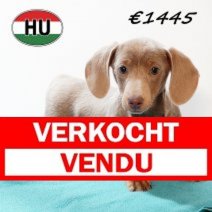 Teckel 030825 M (HU7172) 191125 Verkocht - Vendu.jpg