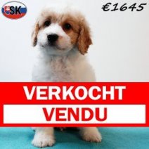 Cavapoo 240725 M(SK6437) 121125 Verkocht - Vendu.jpg