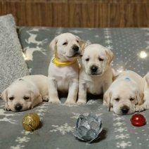 Labrador af te halen rond 250625 (HU) 1.jpg