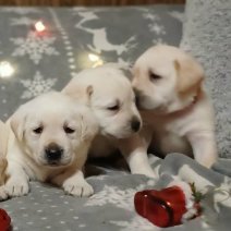 Labrador af te halen rond 250625 (HU) 2.jpg