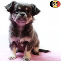 Chihuahua 230925 F(BE7001) 031225.jpg