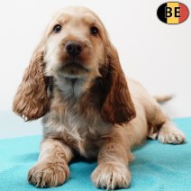 Engelse Cocker 300925 M(BE5304) 031225.jpg