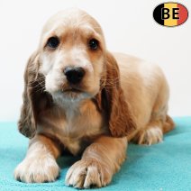 Engelse Cocker 300925 M(BE4296 031225.jpg