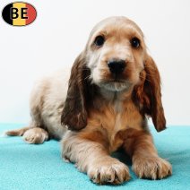 Engelse Cocker 300925 M(BE5286) 031225.jpg