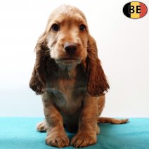 Engelse Cocker 300925 M(BE4708) 031225.jpg