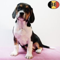 Beagle 300925 F(BE1031) 031225.jpg