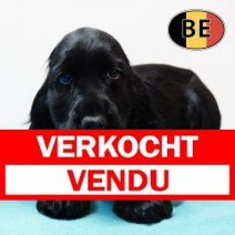 Engelse Cocker 240925 M (BE4370) 261125 Verkocht - Vendu.jpg