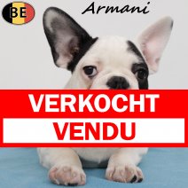 Franse Bulldog Armani 040825 M(BE0809) 251125 verkocht - vendu.jpg