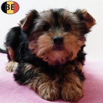 Yorkshire Terrier 240925 F(BE0850) 031225.jpg