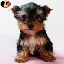 Yorkshire Terrier F(BE0916) 031225.jpg