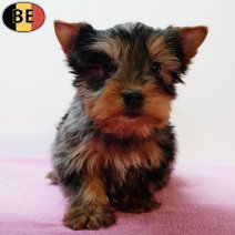 Yorkshire Terrier F(BE0915) 031225.jpg