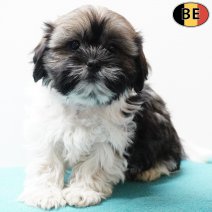 Shih Tzu 290925 M(BE1038) 031225.jpg