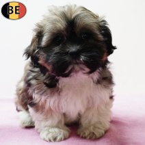 Shih Tzu 290925 F(BE1040) 031225.jpg