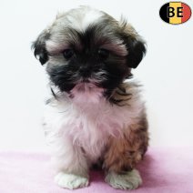 Shih Tzu 290925 F(BE1035) 031225.jpg