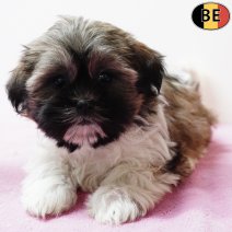 Shih Tzu 290925 F(BE1033) 031225.jpg