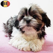 Shih Tzu 290925 F(BE1037) 031225.jpg
