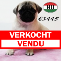Mops 010825 F (HU7389) 191125.verkocht.png
