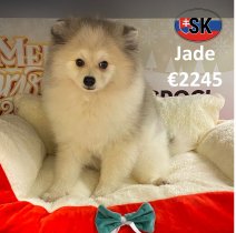 Keesje F Jade 130625 (SK2287) 02122025.jpg