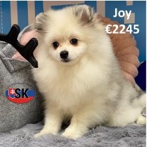 Keesje F Joy 130625 (SK2282) 02122025.jpg